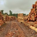 Stacks of timber logs piled up awaiting transport